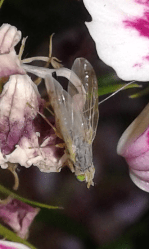 Tephritidae : Acanthiophilus helianthi?